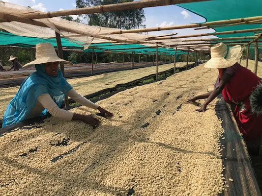 Ethiopian Beshasha Lot 2